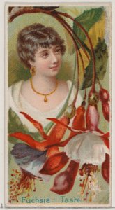 フクシア: デューク ブラ...、1892 年のシリーズ花の美しさと花言葉 N75 からの味。 作： Donaldson Brothers