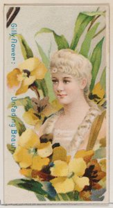 Gilly-flower: Unfading Beauty、シリーズ「Floral Beauties and Flowers of Flowers N7...」、1892年より。 作： Donaldson Brothers