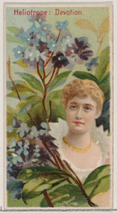 ヘリオトロープ: 献身、シリーズ「花の美しさと花言葉」N75 for Du...、1892 年から。 作： Donaldson Brothers