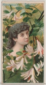 ハニーサックル：フィデリティ、シリーズ「花の美しさと花言葉」N75 for D...、1892年から。 作： Donaldson Brothers