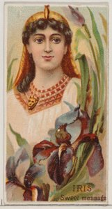 アイリス: 甘いメッセージ、シリーズ花の美しさと花言葉 N75 for Duk...、1892 年から。 作： Donaldson Brothers