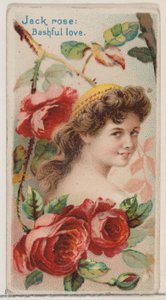 ジャック ローズ: 恥ずかしがり屋の愛、シリーズ「花の美しさと花言葉」N75 for...、1892 年から。 作： Donaldson Brothers