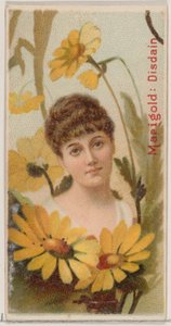 マリーゴールド：デュークのためのシリーズ花の美しさと花言葉N75からの軽蔑...、1892. 作： Donaldson Brothers