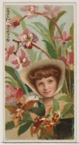 Orchid: Trust, シリーズ Floral Beauties and Language of Flowers N75 for Duke bran..., 1892. 作： Donaldson Brothers