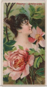 牡丹：公爵夫人のためのシリーズ花の美しさと花言葉N75からのアーチネス、1892年。 作： Donaldson Brothers