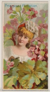 Primrose: Flirtation、シリーズ「Floral Beauties and Flowers of Flowers N75 for Du...」、1892年より。 作： Donaldson Brothers