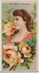 Tea Rose: Jealousy、Duke...、1892 年のシリーズ「Floral Beauties and Flowers of Flowers」N75 から。 作： Donaldson Brothers
