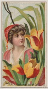 チューリップ: 花の美しさと花言葉 N75...、1892 年シリーズからの愛の宣言。 作： Donaldson Brothers