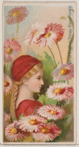 野生のイングリッシュ デイジー: 可憐さ、シリーズ「花の美しさと花言葉 N...」、1892 年から。 作： Donaldson Brothers