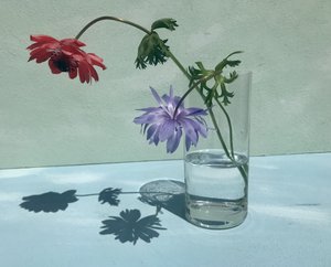 鮮やかな花の影 作： Donatella Basso