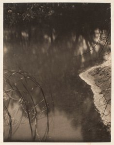水面に映る木々の習作 1925-34年頃（プラチナプリント） 作： Doris Ulmann