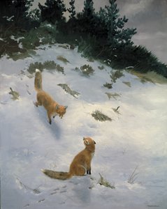 一目惚れ、雪の中のキツネ