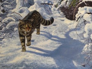 スコティッシュ・ワイルド・キャット（キャンバスに油彩）