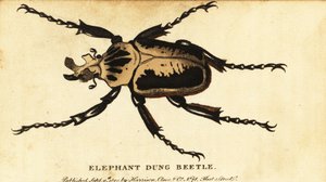 ロイヤル ゴライアス カブトムシ、Goliathus regius、1800 年 (彫刻) 作： Dru Drury