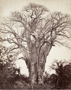 モヘリのバオバブ、1863年。