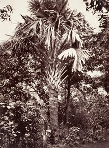 グランドフライヤー、1863年。 作： Désiré Charnay