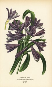 アフリカユリ、アガパンサス アフリカヌス (Agapanthus umbellatus)。 Edward Step’s Favorite Flowers of Garden and Greenhouse、Frederick Warne、ロンドンの Desire Bois によるイラストのクロモリトグラフ 作： Désiré Georges Jean Marie Bois