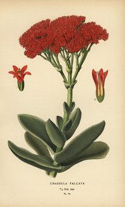 飛行機植物、Crassula perfoliata var. あご。 作： Désiré Georges Jean Marie Bois