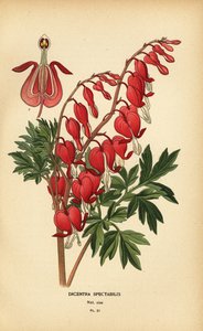 アジアの出血心臓、Lamprocapnos spectabilis。 作： Désiré Georges Jean Marie Bois