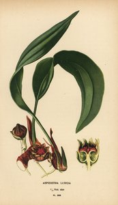 アスピディストラ・ルリダ。 Edward Step’s Favorite Flowers of Garden and Greenhouse、Frederick Warne、ロンドンの Desire Bois によるイラストのクロモリトグラフ 作： Désiré Georges Jean Marie Bois