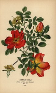オーストリア ブライア ローズ、Rosa lutea var. プニセア。 作： Désiré Georges Jean Marie Bois