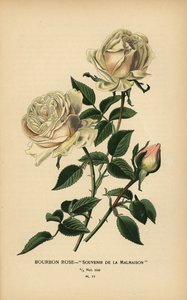 ブルボン ロゼ、マルメゾンのお土産。 作： Désiré Georges Jean Marie Bois