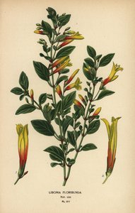 ブラジルのフクシア、フスティシア フロリバンダ (リボニア フロリバンダ)。 Edward Step’s Favorite Flowers of Garden and Greenhouse、Frederick Warne、ロンドンの Desire Bois によるイラストのクロモリトグラフ 作： Désiré Georges Jean Marie Bois