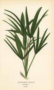 広葉樹の椰子やタケ椰子、ラピス エクセルサ (Trachycarpus excelsus)。 Edward Step’s Favorite Flowers of Garden and Greenhouse、Frederick Warne、ロンドンの Desire Bois によるイラストのクロモリトグラフ 作： Désiré Georges Jean Marie Bois