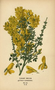 カナリアほうき、Genista canariensis。