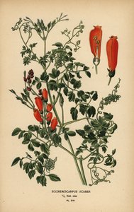 チリの栄光の花、Eccremocarpus scaber。 作： Désiré Georges Jean Marie Bois