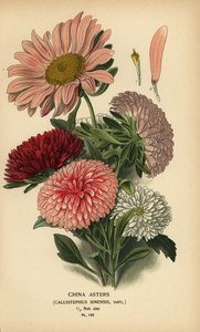 中国のアスター品種、Callistephus x sinensis。 作： Désiré Georges Jean Marie Bois
