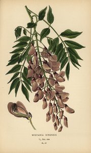 中国の藤、Wisteria sinensis。