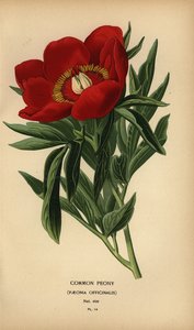 一般的な牡丹、芍薬。 作： Désiré Georges Jean Marie Bois