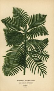 松、Araucaria columnaris を調理します。 (ノーフォーク島松、アラウカリア エクセルサ)。 Edward Step’s Favorite Flowers of Garden and Greenhouse、Frederick Warne、ロンドンの Desire Bois によるイラストのクロモリトグラフ
