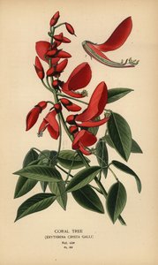 サンゴの木、Erythrina crista-galli。 作： Désiré Georges Jean Marie Bois