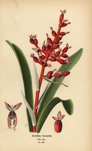 コーラルベリー、エクメア フルゲンス。 Edward Step’s Favorite Flowers of Garden and Greenhouse、Frederick Warne、ロンドンの Desire Bois によるイラストのクロモリトグラフ 作： Désiré Georges Jean Marie Bois