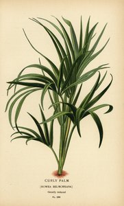 カーリー パーム、Howea belmoreana。 脆弱。 Edward Step’s Favorite Flowers of Garden and Greenhouse、Frederick Warne、ロンドンの Desire Bois によるイラストのクロモリトグラフ 作： Désiré Georges Jean Marie Bois