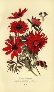 炎のアネモネ、アネモネ hortensis。 作： Désiré Georges Jean Marie Bois