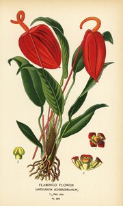 フラミンゴの花、アンスリウム scherzerianum。 Edward Step’s Favorite Flowers of Garden and Greenhouse、Frederick Warne、ロンドンの Desire Bois によるイラストのクロモリトグラフ 作： Désiré Georges Jean Marie Bois