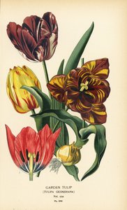 庭のチューリップ、Tulipa gesneriana。 Edward Step’s Favorite Flowers of Garden and Greenhouse、Frederick Warne、ロンドンの Desire Bois によるイラストのクロモリトグラフ 作： Désiré Georges Jean Marie Bois