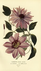 クレマチスの園芸品種。 作： Désiré Georges Jean Marie Bois