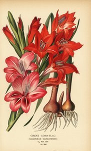 ゲントコーンフラッグ、グラジオラス×ガンダベンシス。 Edward Step’s Favorite Flowers of Garden and Greenhouse、Frederick Warne、ロンドンの Desire Bois によるイラストのクロモリトグラフ 作： Désiré Georges Jean Marie Bois