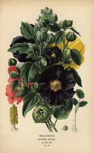 タチアオイ、アレセア ロゼア。 作： Désiré Georges Jean Marie Bois