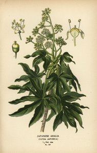 日本のアラリアまたは光沢のある葉の紙の植物、タツノオトシゴ。 作： Désiré Georges Jean Marie Bois