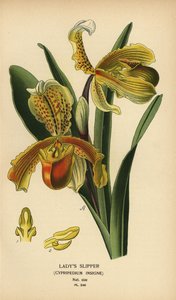 レディススリッパラン、パフィオペディラムインサイン（Cypripedium insigne）。 Edward Step’s Favorite Flowers of Garden and Greenhouse、Frederick Warne、ロンドンの Desire Bois によるイラストのクロモリトグラフ 作： Désiré Georges Jean Marie Bois