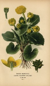 マーシュ マリーゴールド、Caltha palustris。 作： Désiré Georges Jean Marie Bois