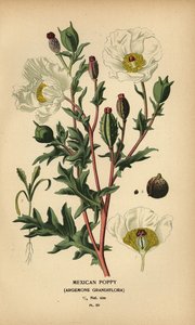 メキシコのケシ、Argemone grandiflora。 作： Désiré Georges Jean Marie Bois