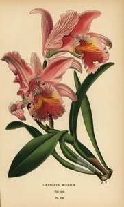 コケのカトレア蘭またはイースターラン、Cattleya mossiae。 Edward Step’s Favorite Flowers of Garden and Greenhouse、Frederick Warne、ロンドンの Desire Bois によるイラストのクロモリトグラフ 作： Désiré Georges Jean Marie Bois