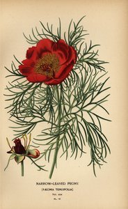 Narrow-leaved peony, Paeonia tenuifolia,   1405583   ja       japanese Successfully Translated  Original: View of Tobolsk from the south , 1862. Translat: View of Tobolsk from the south , 1862. 1204697 ja japanese Successfully Translated Original: Gannet T 作： Désiré Georges Jean Marie Bois