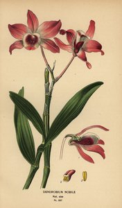 高貴なデンドロビウム蘭、デンドロビウム ノビル。 Edward Step’s Favorite Flowers of Garden and Greenhouse、Frederick Warne、ロンドンの Desire Bois によるイラストのクロモリトグラフ 作： Désiré Georges Jean Marie Bois